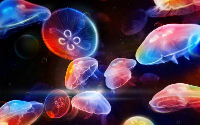 Сток медузы